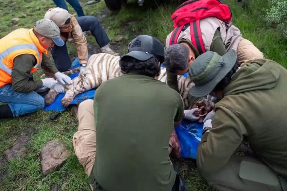 La muerte del felino reabre el debate sobre el manejo de fauna silvestre en instalaciones privadas.