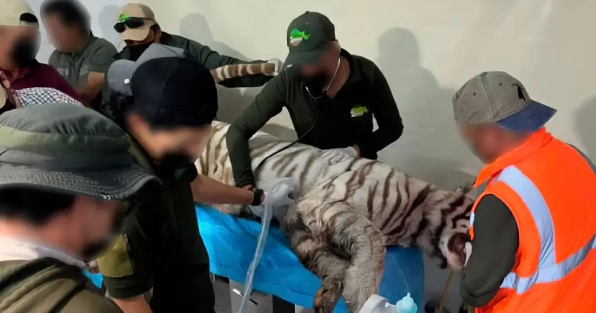 La muerte del tigre Kenzo reabre el debate sobre la seguridad en el manejo de fauna silvestre.
