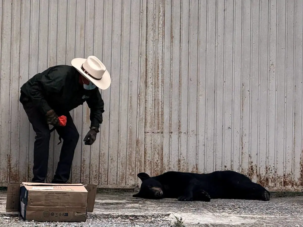 La urbanización en Nuevo León provoca el desplazamiento de especies y se requiere una convivencia responsable con la fauna.