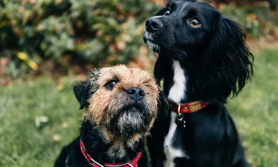 La medida busca facilitar la recuperación de animales perdidos y prevenir maltrato.