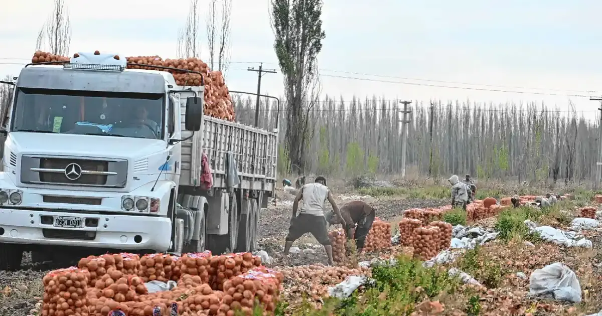 El fenómeno climático podría beneficiar a productores de cebolla en la Patagonia.