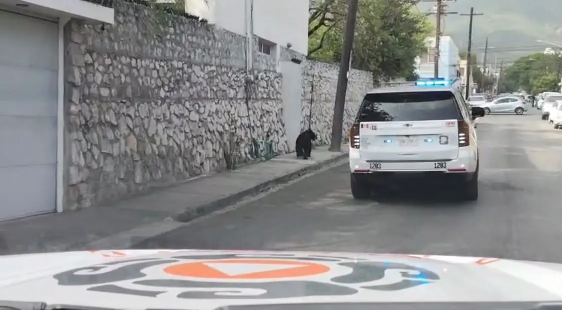 Un operativo de Protección Civil asegura la seguridad tras la aparición de un oso en la vialidad.
