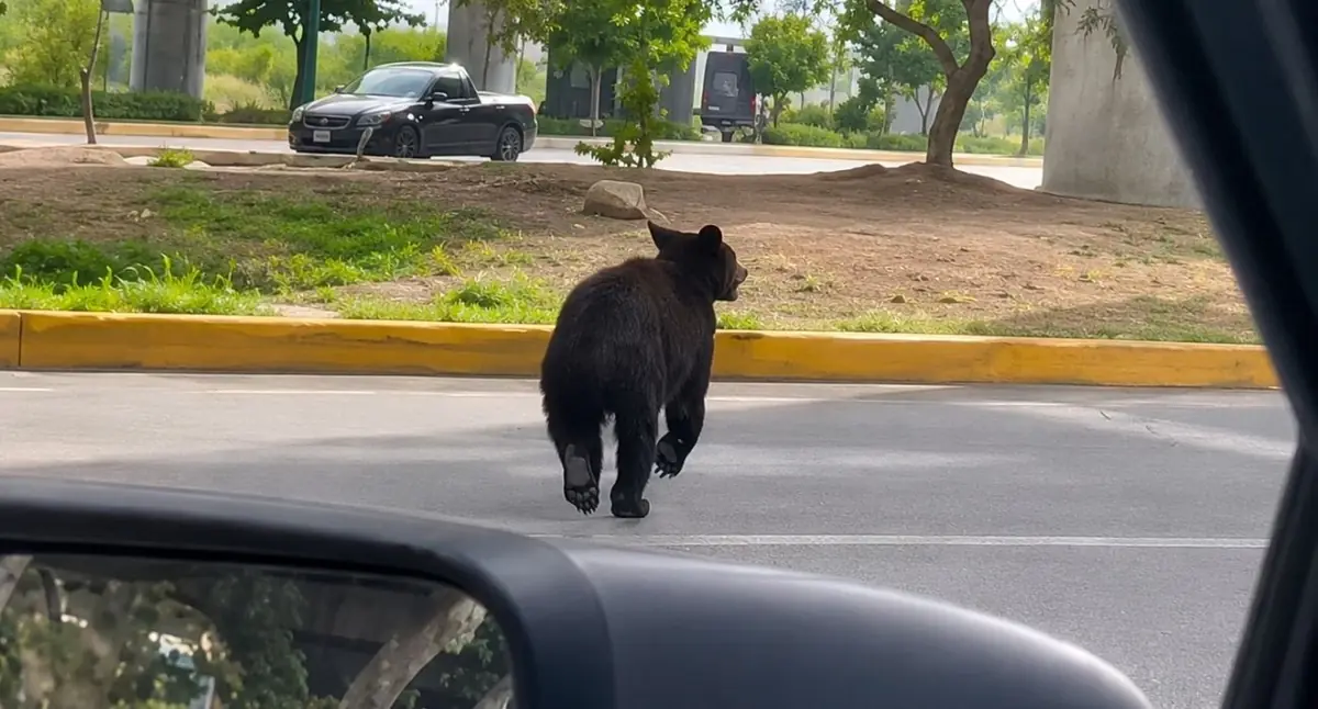 La presencia de un oso negro en una avenida transitada genera sorpresa y reflexión sobre la fauna silvestre en áreas urbanas.