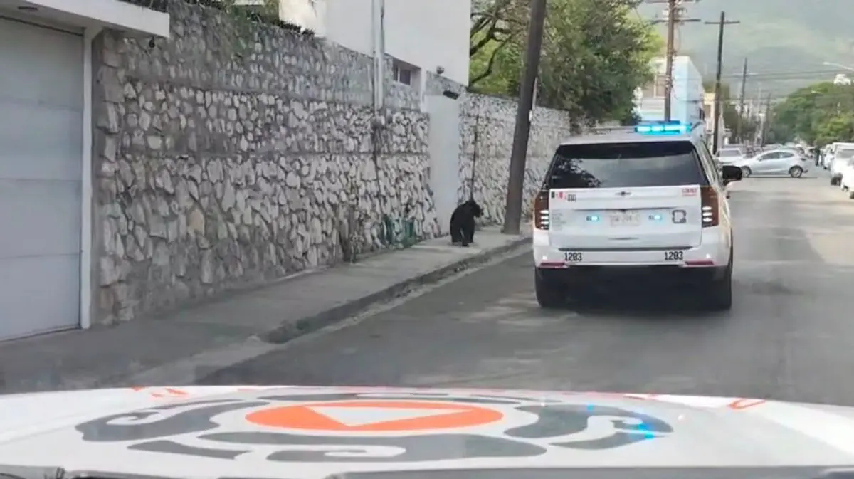 Un oso pequeño fue guiado hacia el cerro por Protección Civil y Policía de San Pedro.