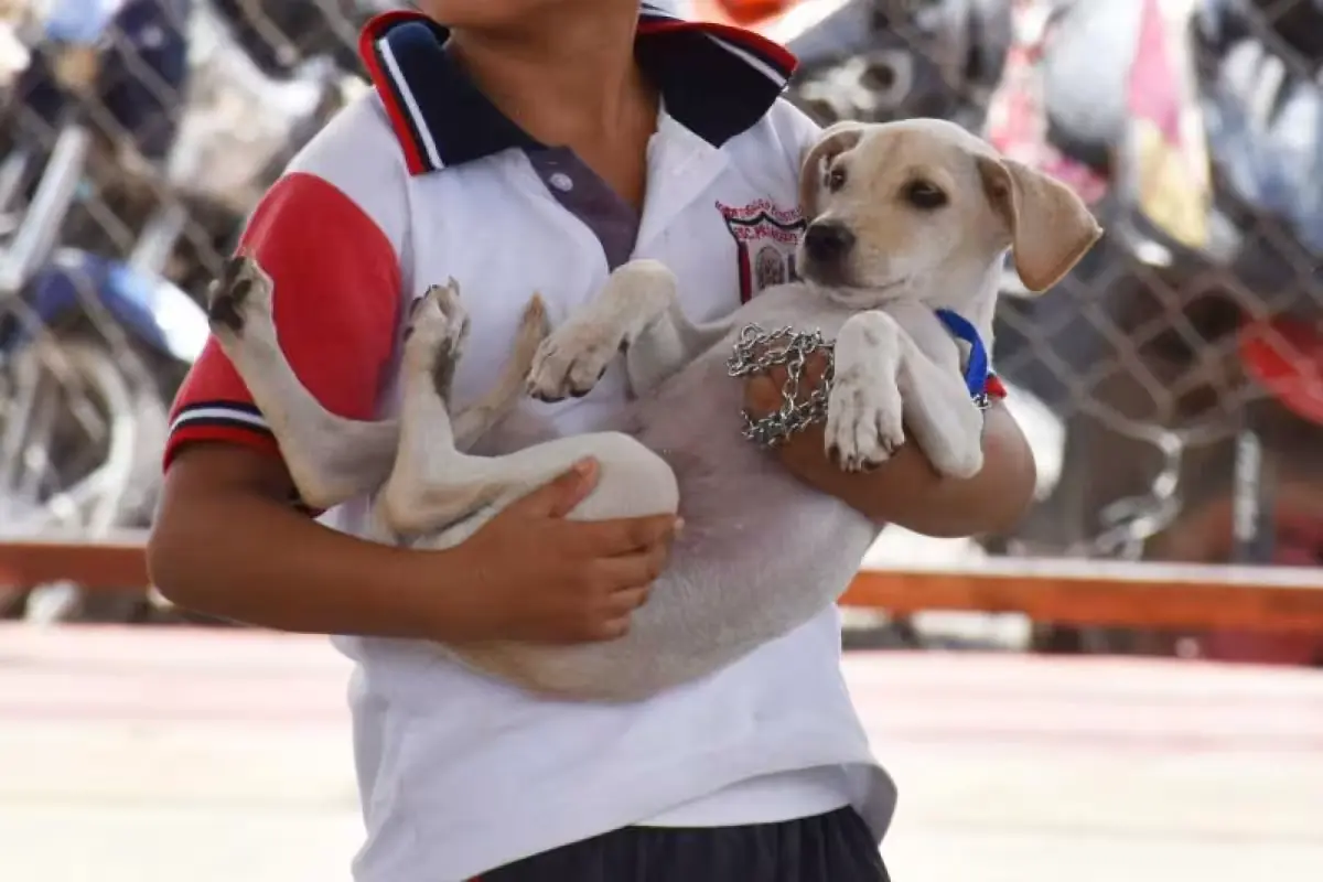 Yucatán alcanza cinco años sin casos de rabia en perros y gatos, destacando la importancia de la tenencia responsable.