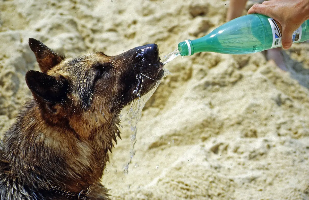 Las altas temperaturas en Nuevo León requieren atención especial para perros y gatos.