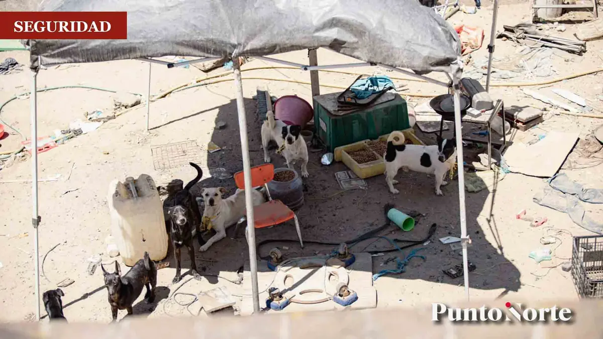 Los 21 perros rescatados aún permanecen en el predio, generando inquietud entre la comunidad.