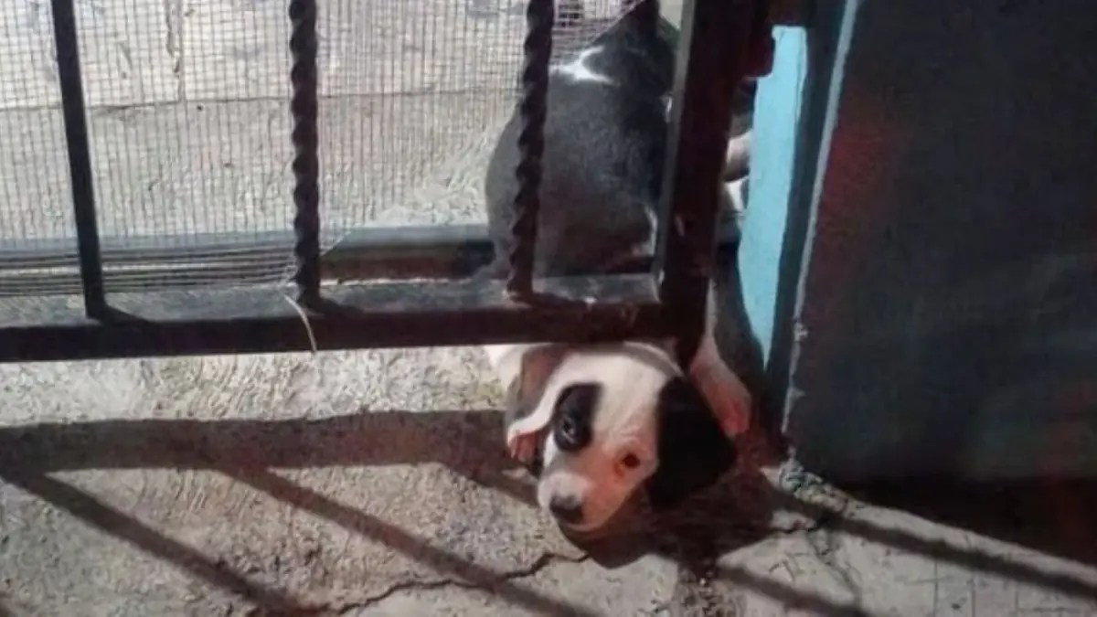 Protección Civil de Guadalupe libera a un canino sin lesiones tras un rescate.