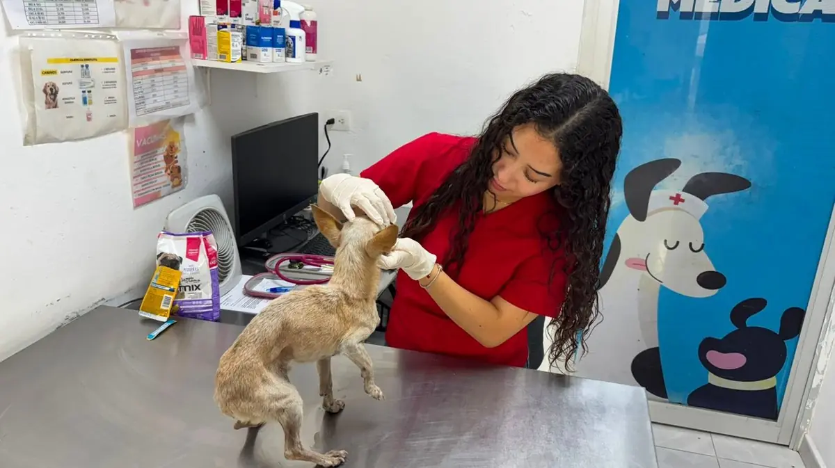 Un perro de más de diez años fue encontrado en condiciones críticas y ahora recibe atención médica especializada.