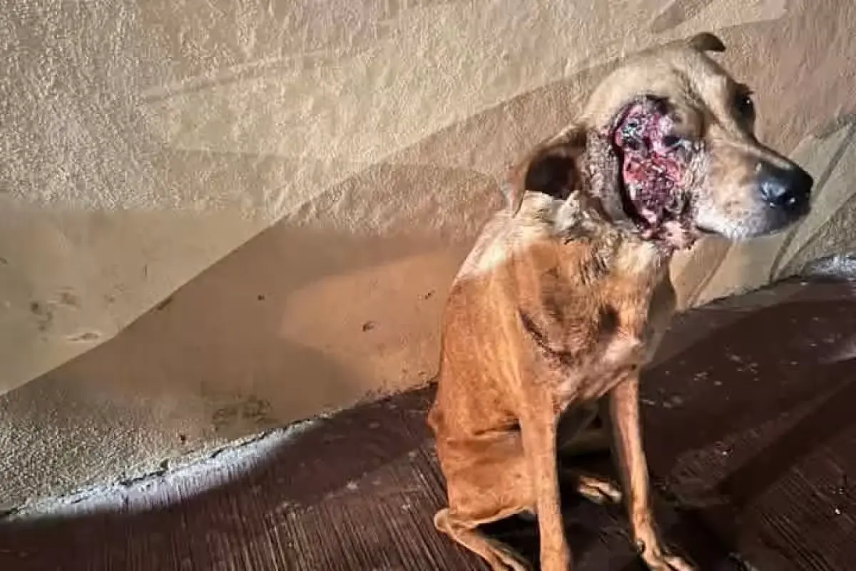 La comunidad exige justicia y sanciones por el abandono y agresión hacia el perro.
