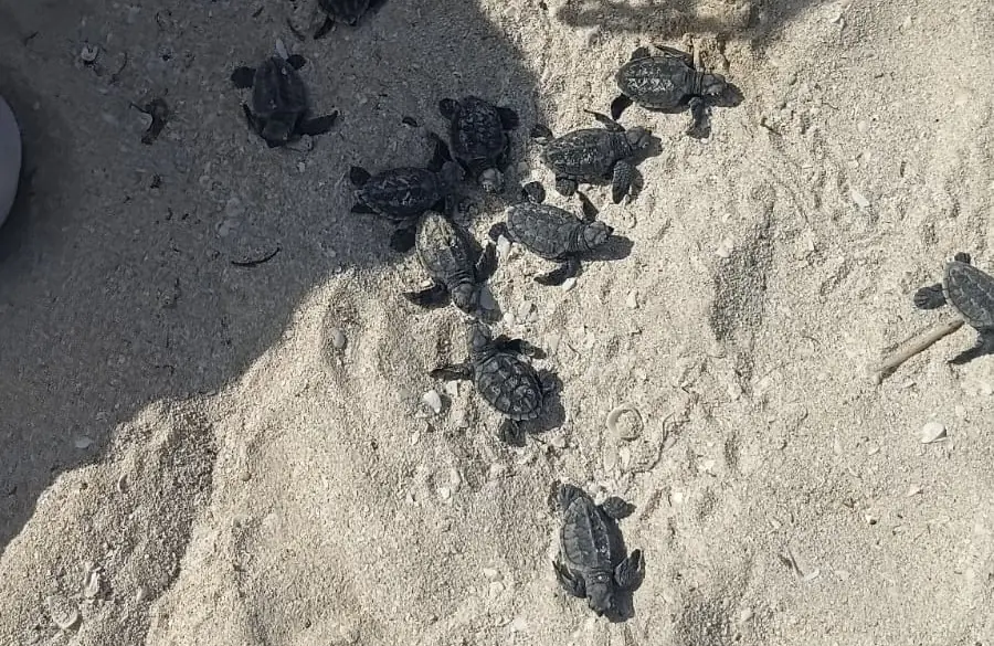 Acciones de conservación buscan proteger la fauna marina en la región.