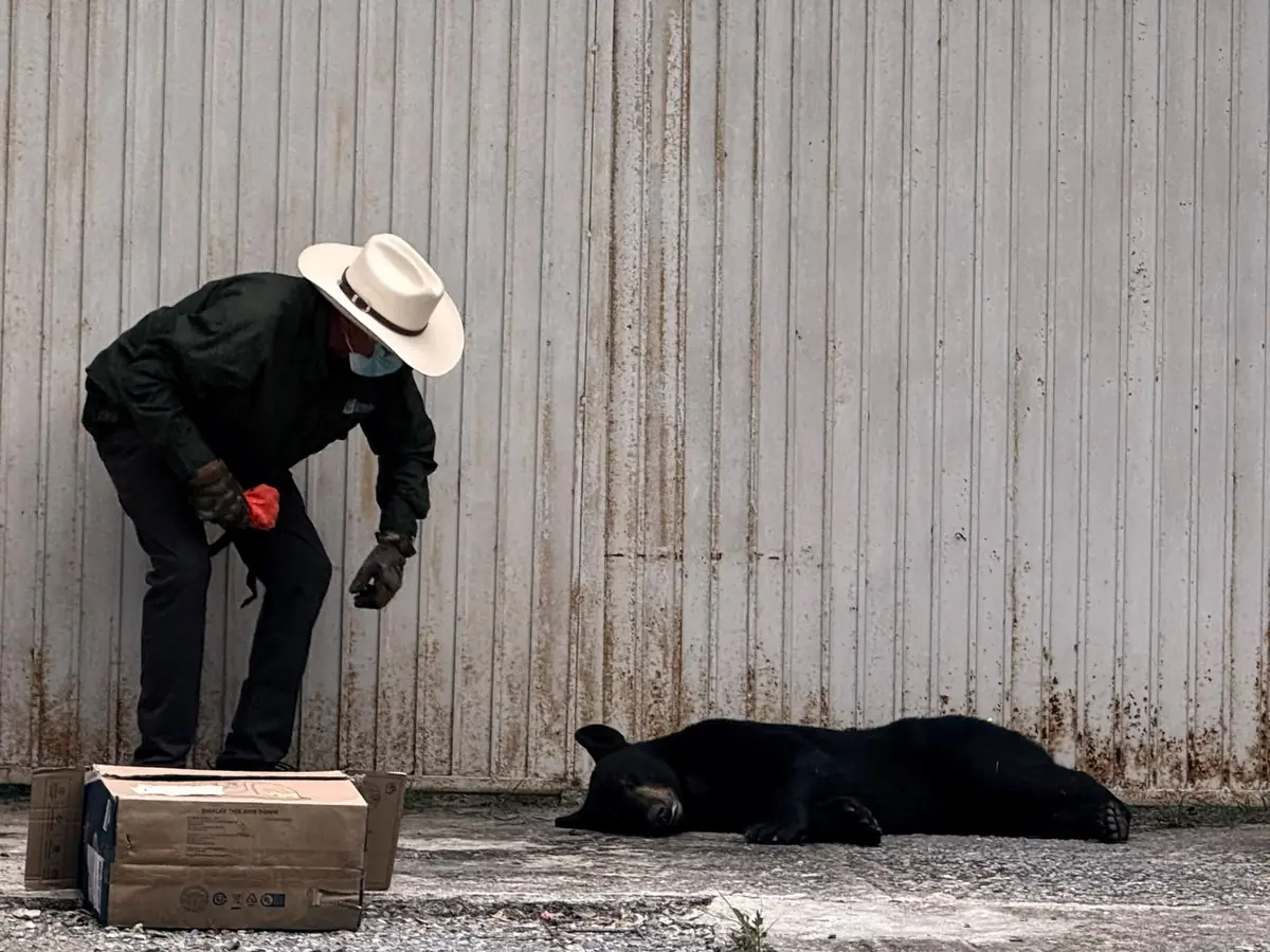 Un osezno con posible fractura fue auxiliado por Protección Civil en Monterrey.