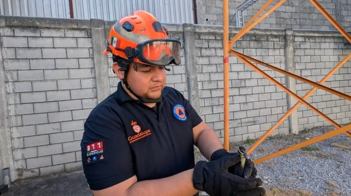 Protección Civil salvó a una familia de patos en riesgo en las instalaciones de la CFE.