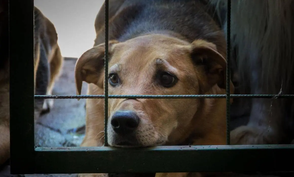 La protección de animales es esencial para prevenir golpes de calor.