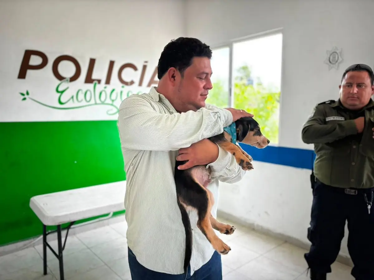 Los perros, víctimas de maltrato, están listos para ser adoptados por familias responsables.