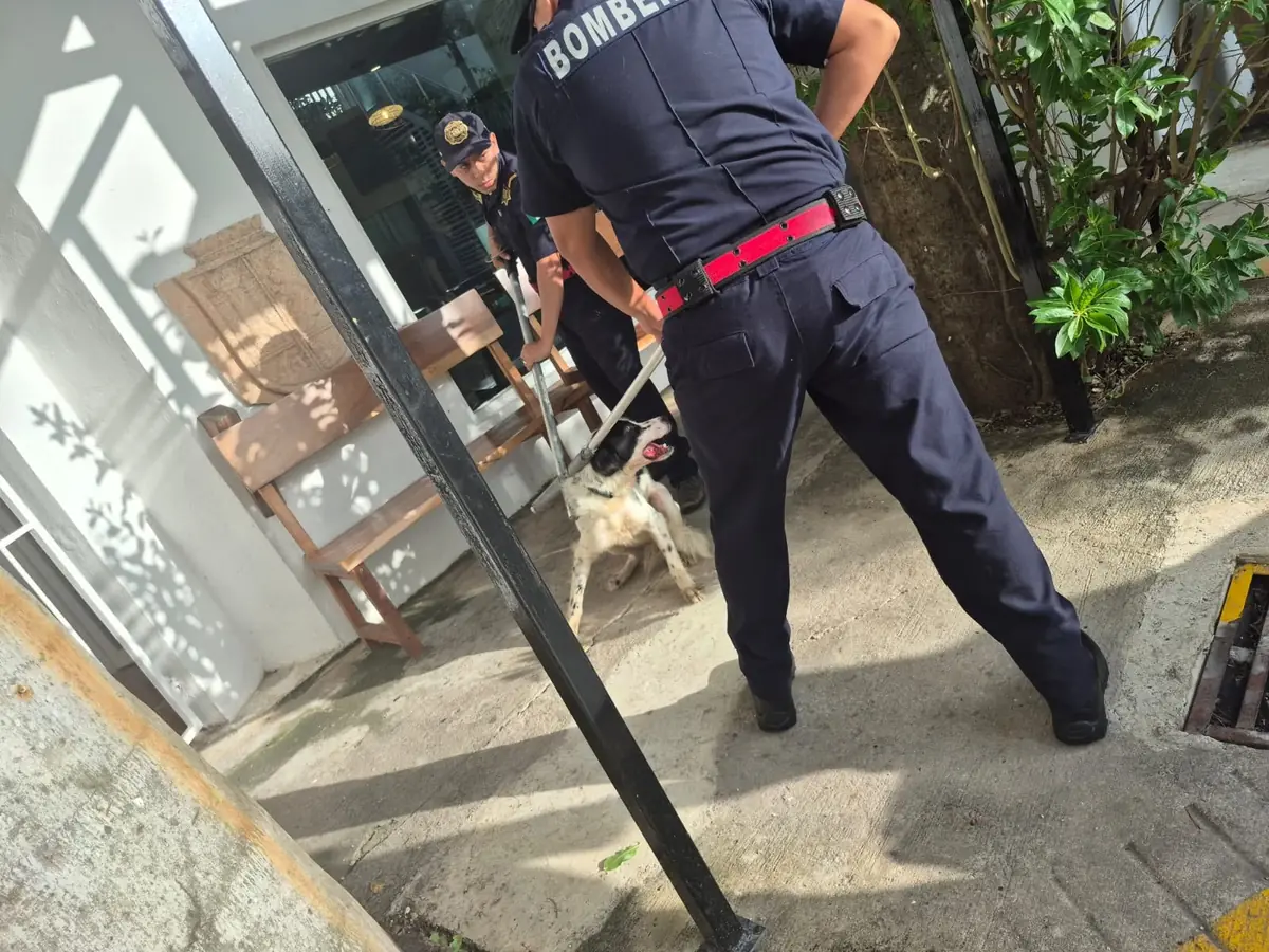 Se identificó a un perro agresivo que causó heridas en varias personas, impulsando acciones de seguridad en la zona.
