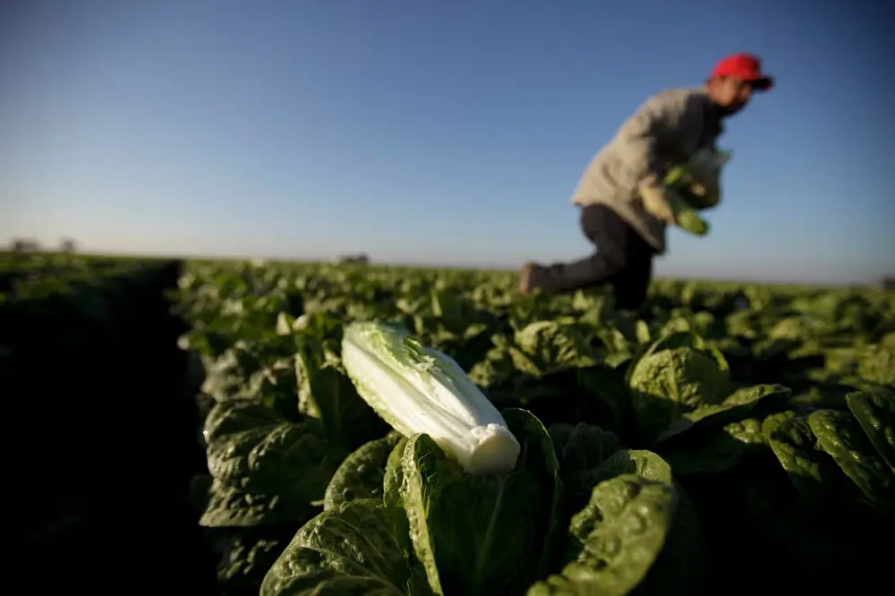 La FDA y CDC investigan un brote de ciclosporiasis vinculado a la lechuga iceberg.