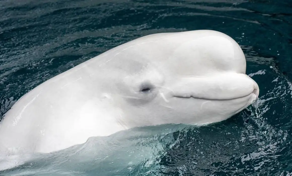 La reubicación de ballenas belugas subraya los esfuerzos de rescate y bienestar animal.