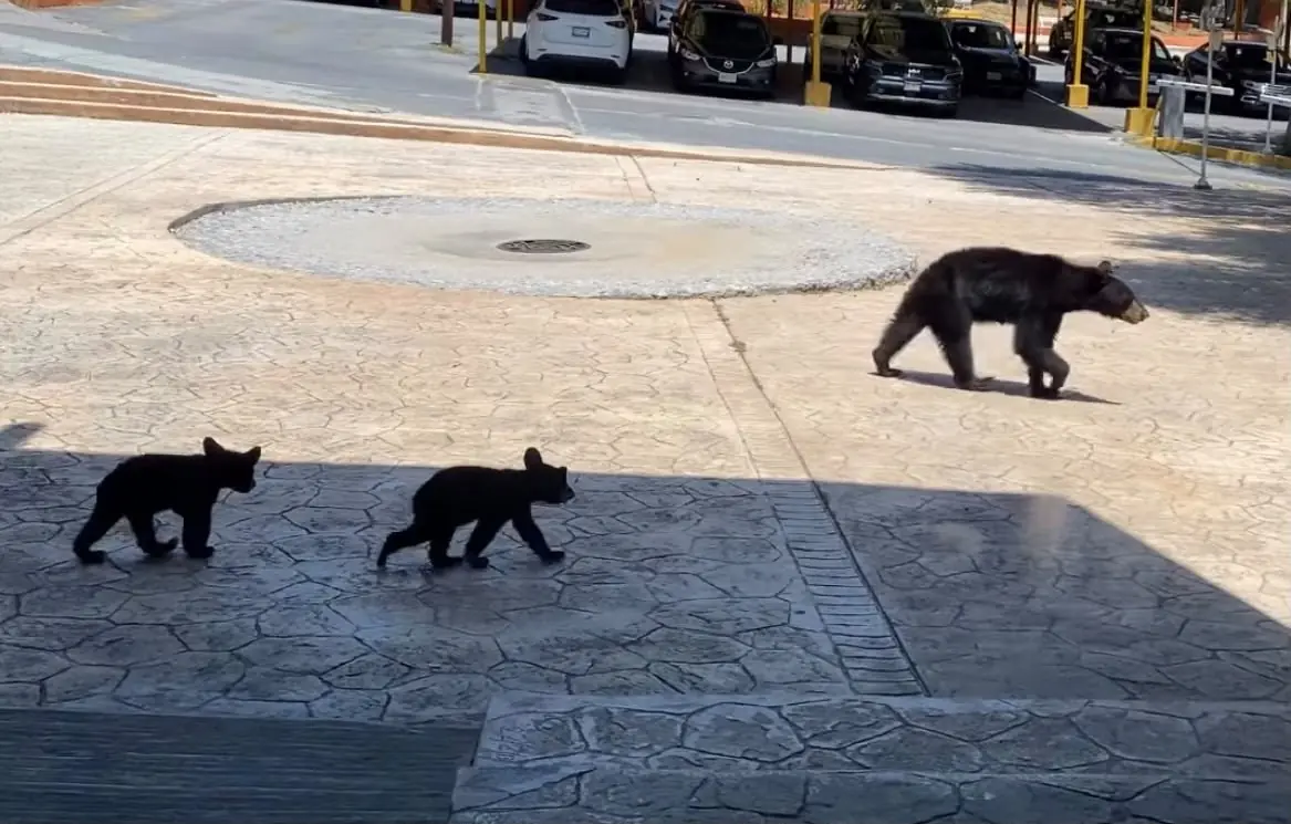 Este sorprendente encuentro con la fauna silvestre resalta la importancia de las precauciones en el campus.