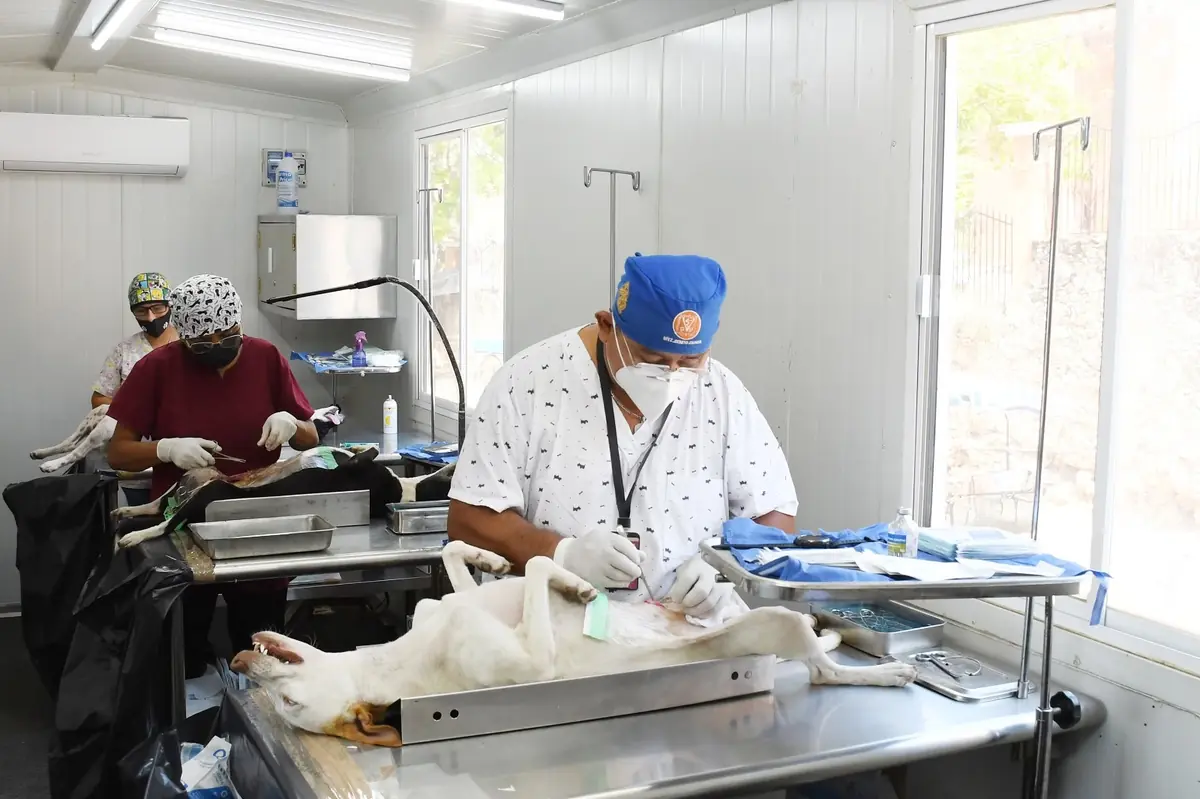La prevención y tenencia responsable de animales contribuyen a la salud pública.