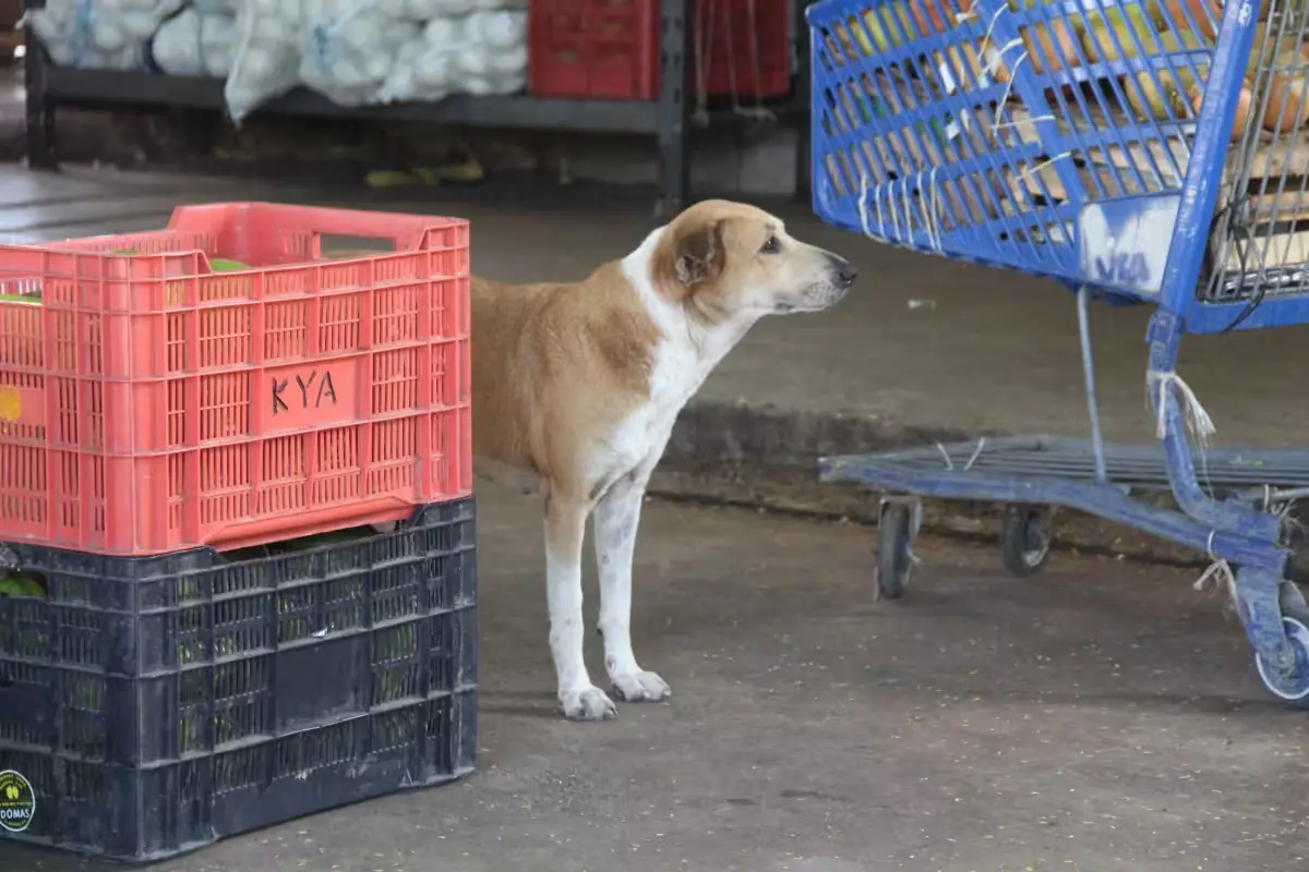 La importancia del idioma maya en la relación con los perros se destaca en este día especial.