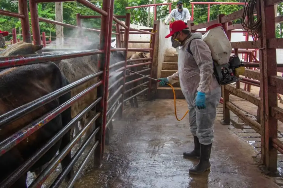 La enfermedad sigue aumentando en Yucatán, con 36 contagios acumulados desde el resurgimiento.